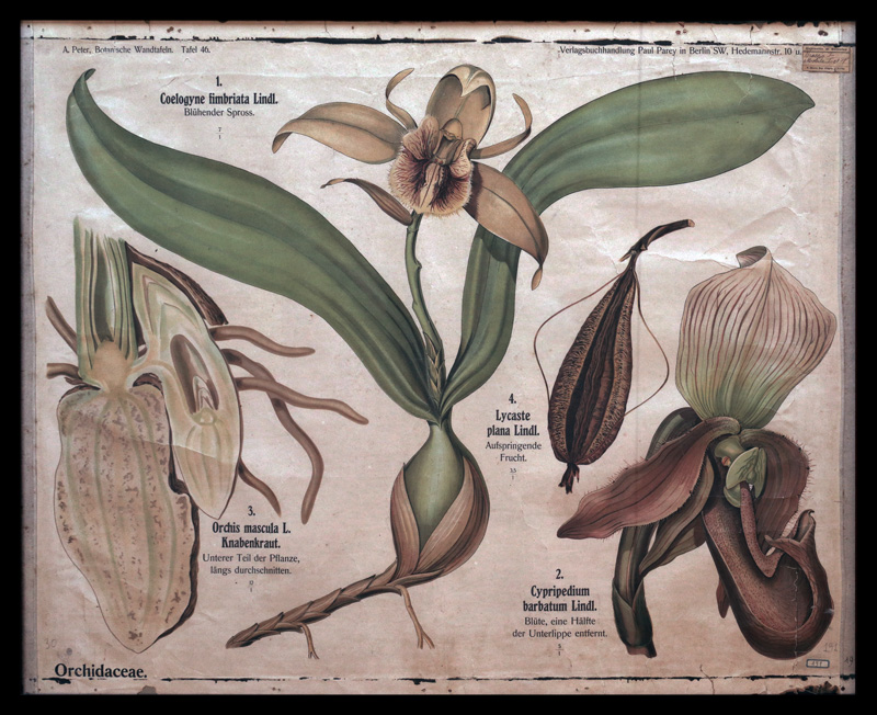 Tafel 46 Orchidaceae